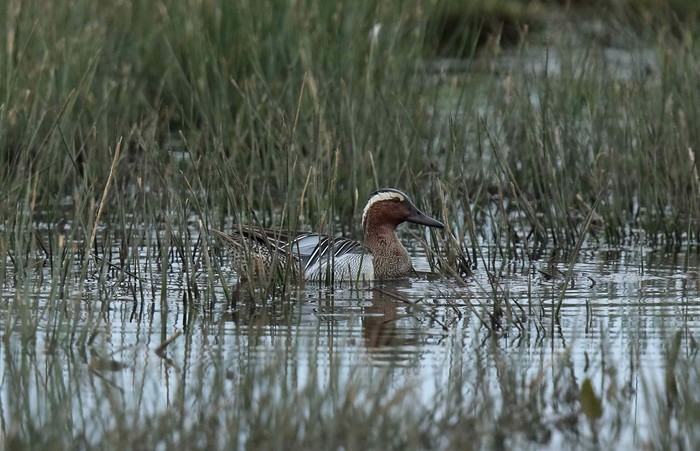 Garganey
