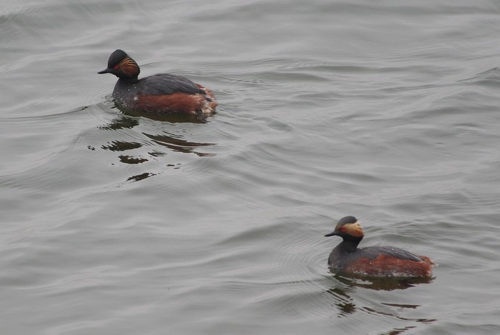 Black-necked Grebe