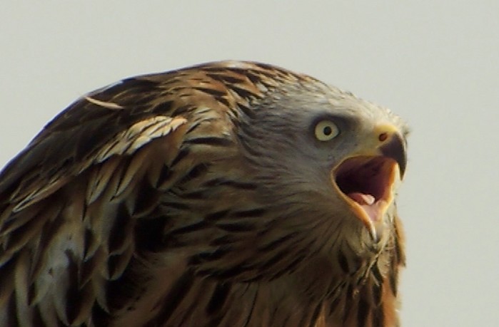 Red Kite