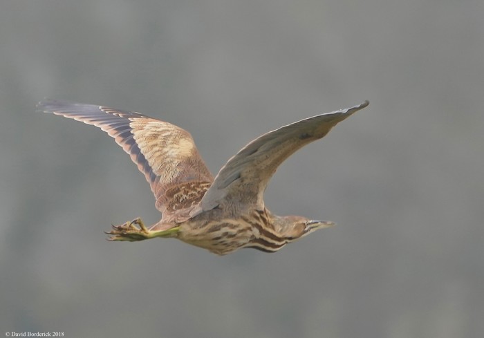 American Bittern