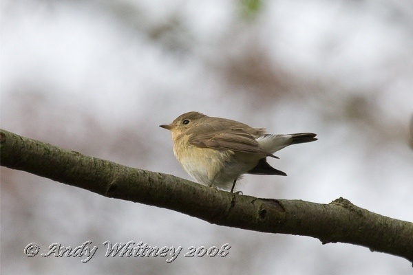 Red-breasted Flycatcher