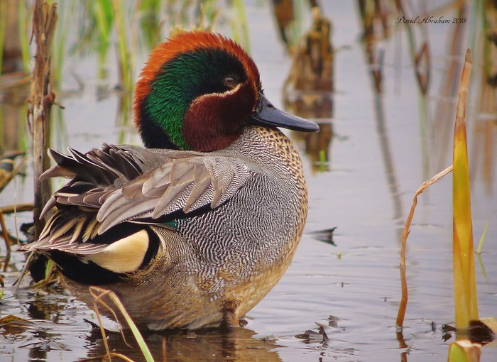 Teal