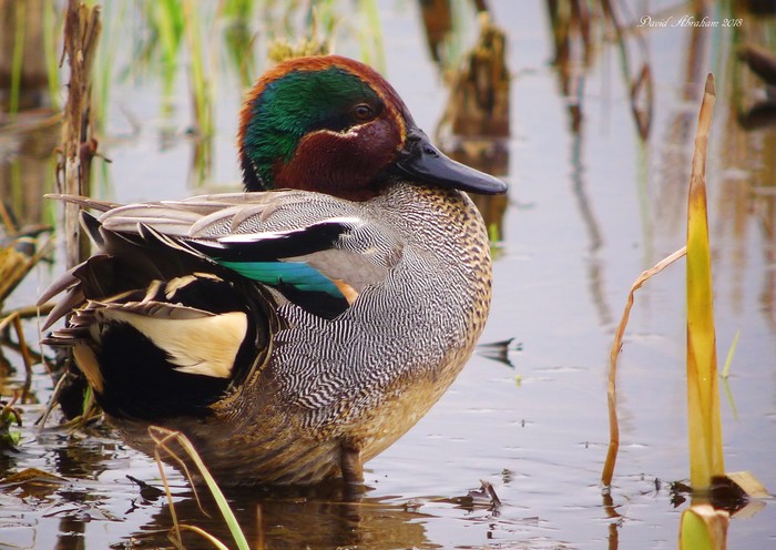Teal