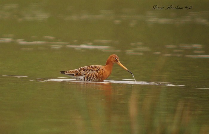 Black-tailed Godwit