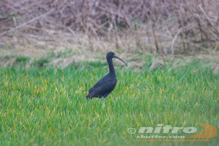 Glossy Ibis