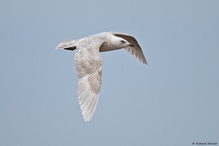 Iceland Gull
