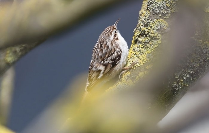 Short-toed Treecreeper