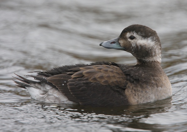 Long-tailed Duck