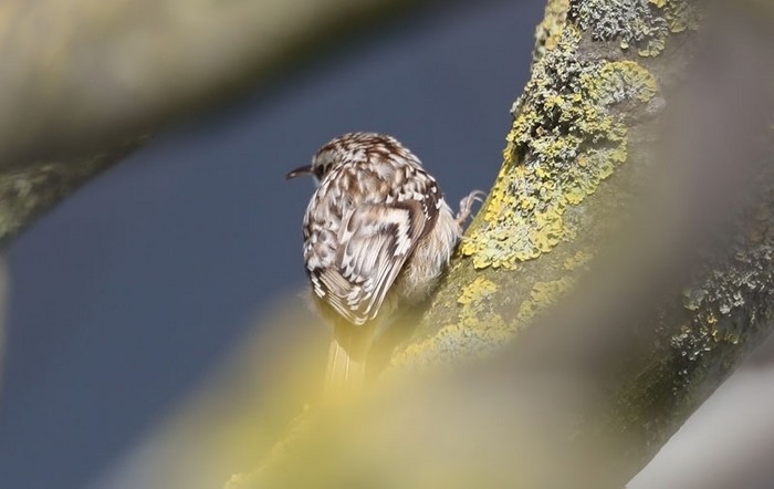 Short-toed Treecreeper