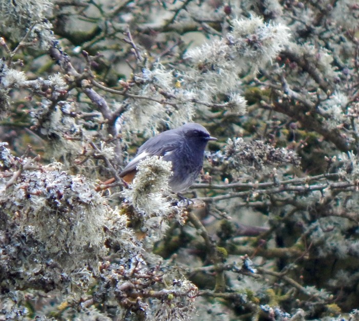 Black Redstart