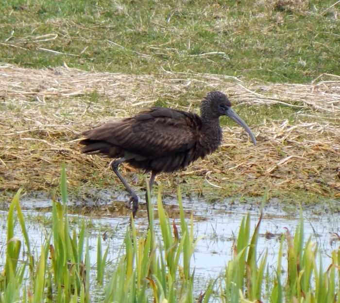 Glossy Ibis