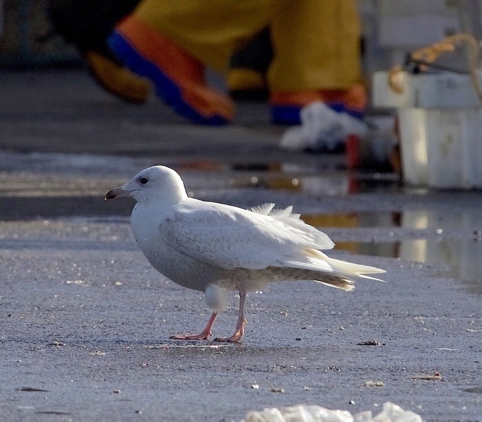 Iceland Gull