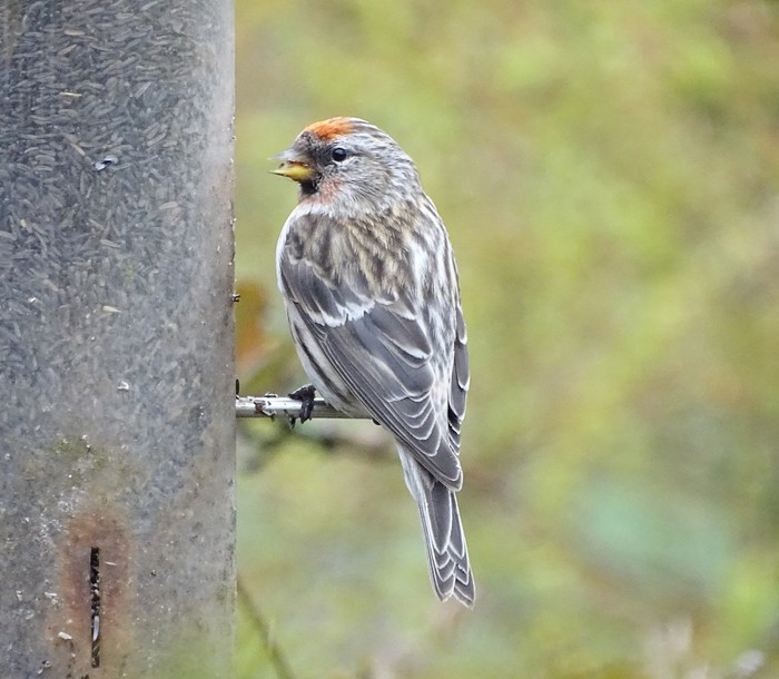 Mealy Redpoll