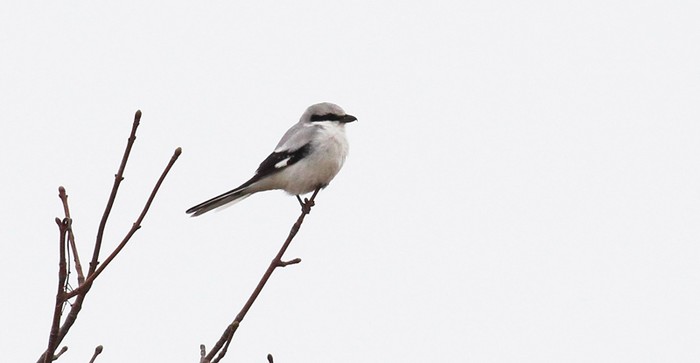 Great Grey Shrike