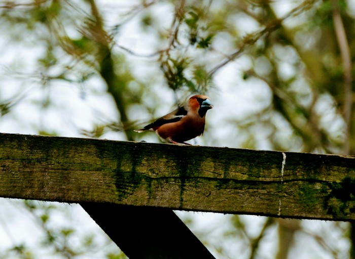 Hawfinch