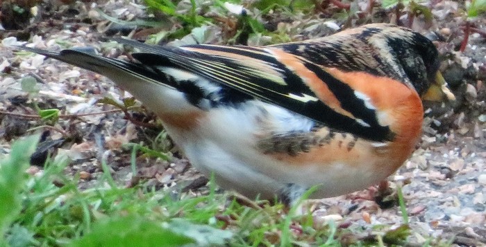 Brambling