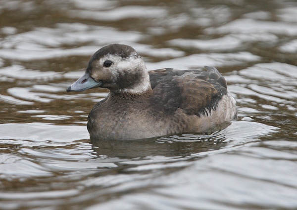 Long-tailed Duck