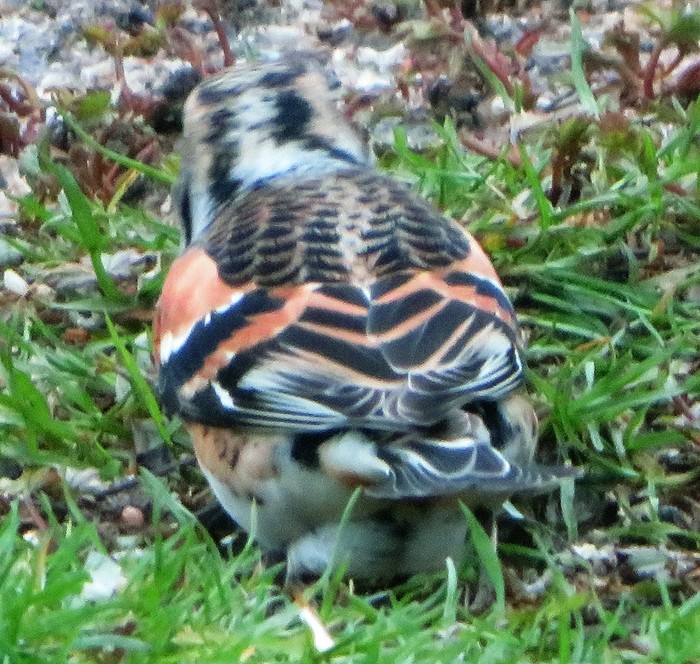 Brambling