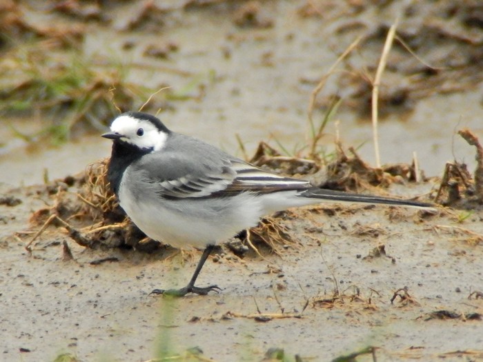 White Wagtail