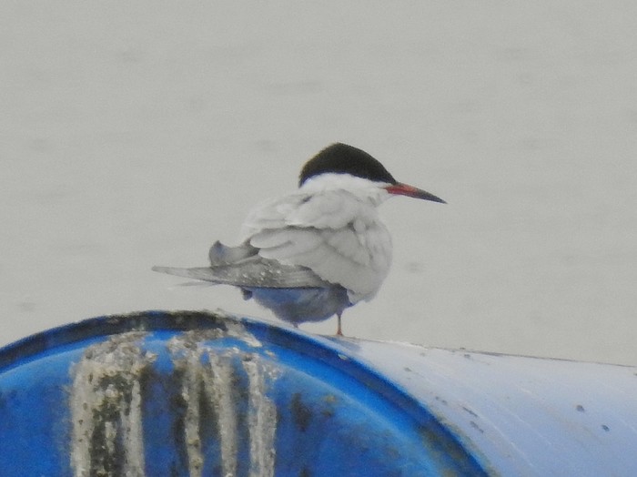 Common Tern