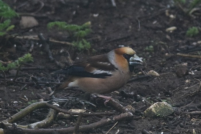 Hawfinch