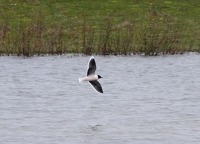 Little Gull