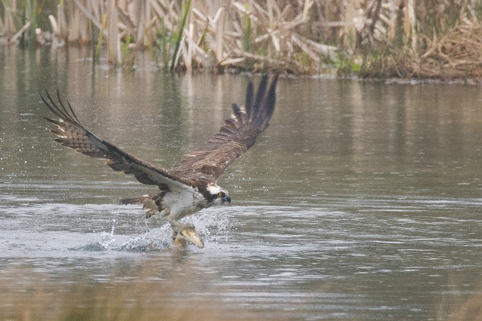 Osprey
