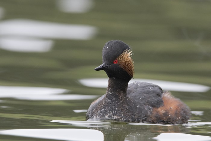 Black-necked Grebe