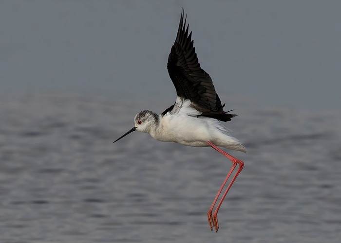 Black-winged Stilt