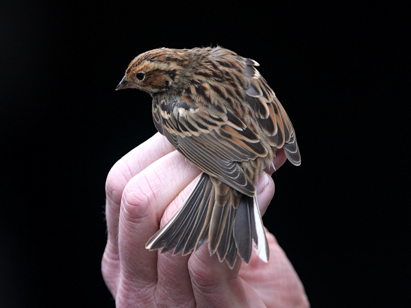 Little Bunting
