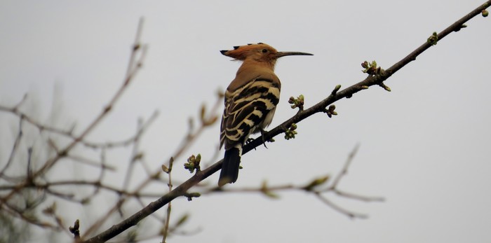 Hoopoe