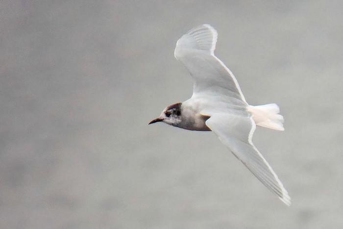 Little Gull