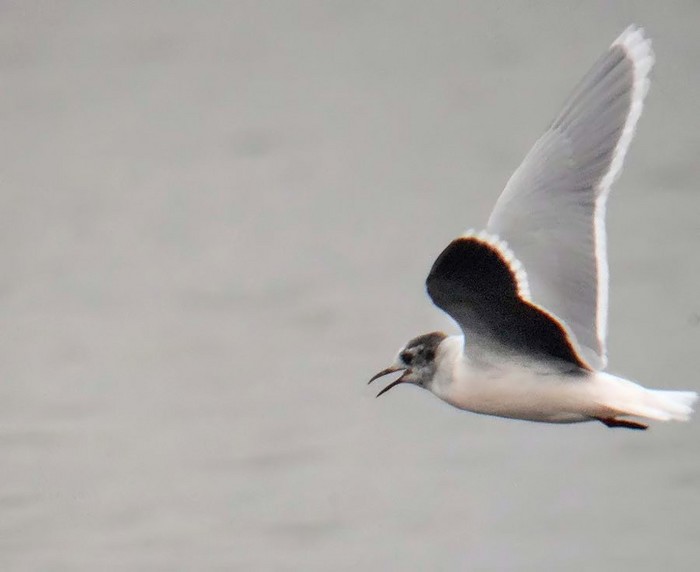 Little Gull