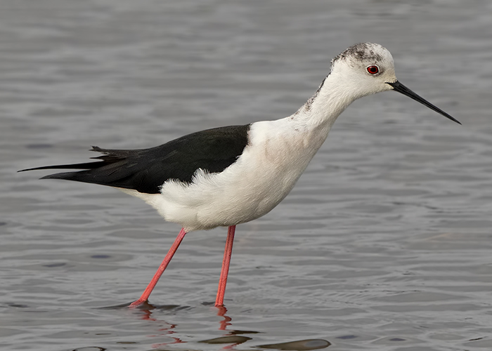 Black-winged Stilt