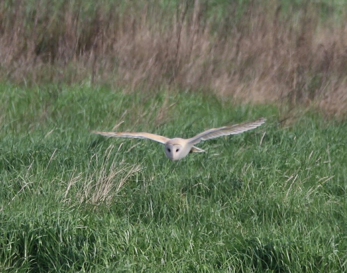 Barn Owl