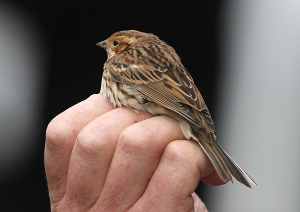 Little Bunting