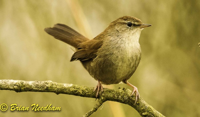 Cetti's Warbler