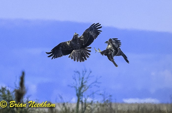 Marsh Harrier