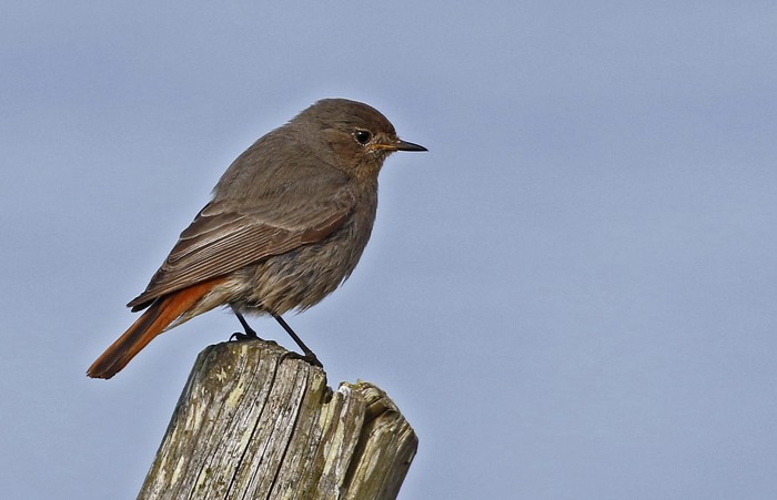 Black Redstart