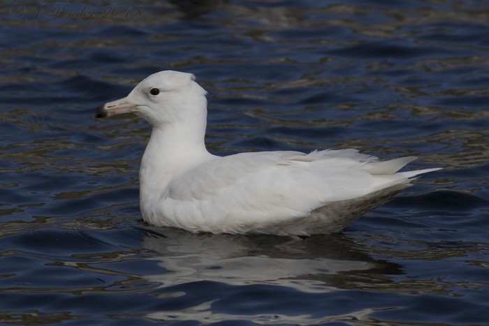 Glaucous Gull