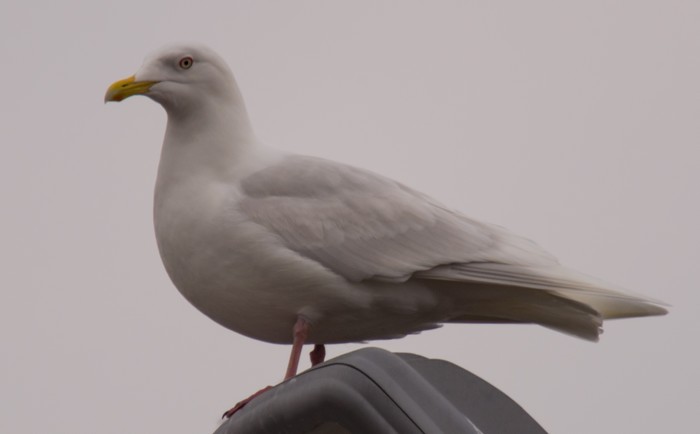 Iceland Gull
