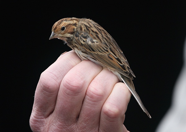 Little Bunting