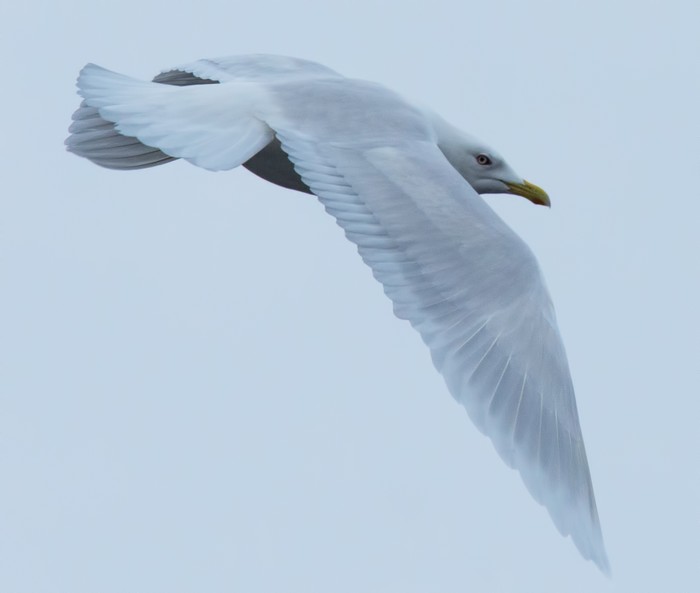 Iceland Gull