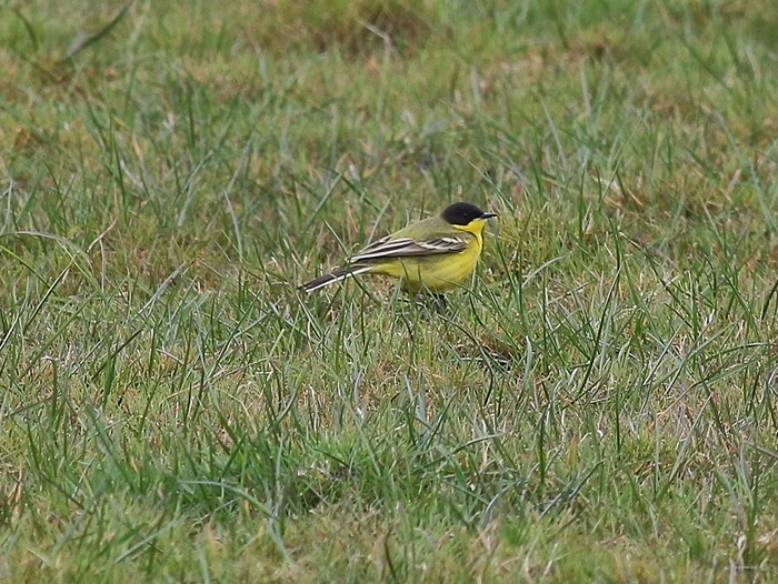 Black-headed Wagtail