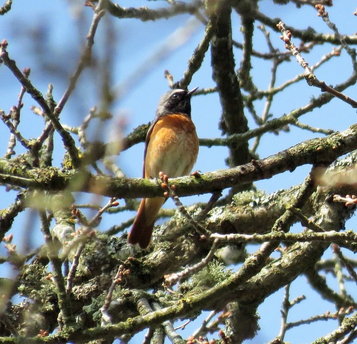 Redstart