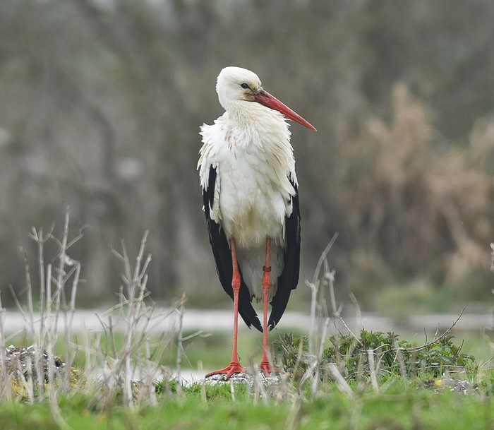 White Stork