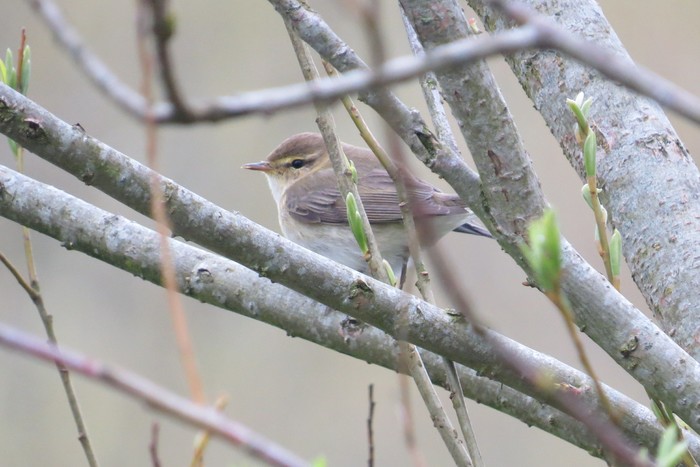 Willow Warbler