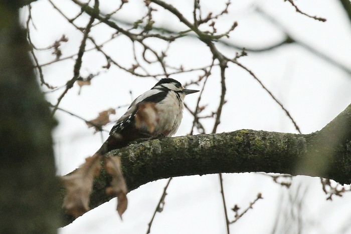 Great Spotted Woodpecker