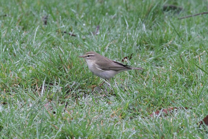 Willow Warbler