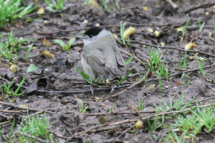 Blackcap